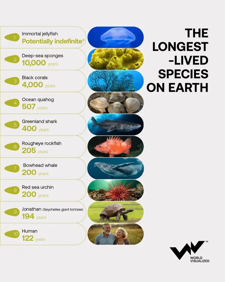 Some animals can live for centuries