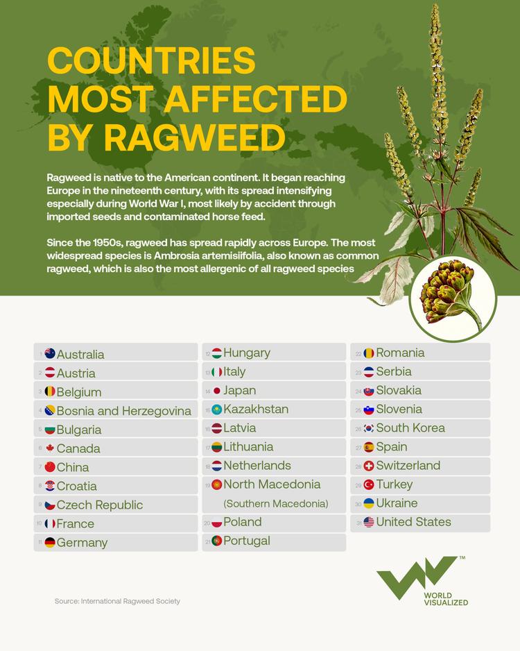 Ragweed spreads across Europe as highly allergenic plant poses growing health risk